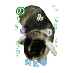 [LINEスタンプ] ウサギのスタンプ面白編