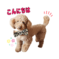 [LINEスタンプ] プードル☆チェロの日常スタンプ