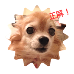[LINEスタンプ] 斉藤チワワ オールスターズ(改)