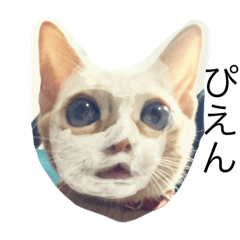 [LINEスタンプ] ダー子