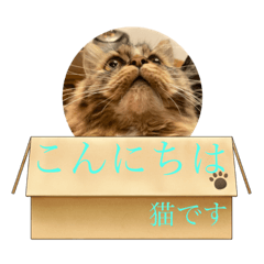 [LINEスタンプ] 猫のラプタです！