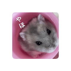 [LINEスタンプ] とろちゃん②