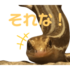 [LINEスタンプ] 爬虫類(トカゲ・カナヘビ)のスタンプ