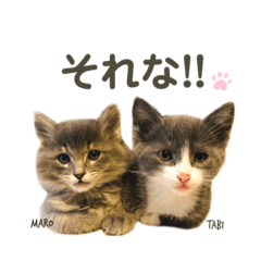 [LINEスタンプ] タビマロスタンプver1