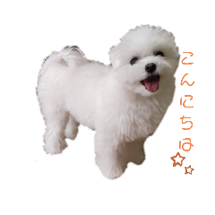 [LINEスタンプ] マルチーズのめめちゃん3
