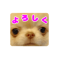 [LINEスタンプ] チワワのロコ スタンプ