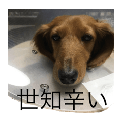 [LINEスタンプ] ひなりんぱらだいす