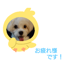 [LINEスタンプ] ころんちゃんの敬語スタンプ2