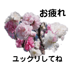 [LINEスタンプ] 写真を使って（25）の画像（メイン）