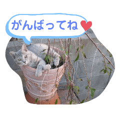 [LINEスタンプ] パクちゃんのスタンプ