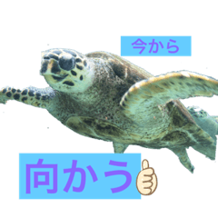 [LINEスタンプ] 今からカメシリーズ