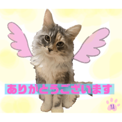 [LINEスタンプ] はねちゃんのスタンプ①