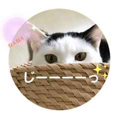 [LINEスタンプ] にゃんともしあわせ♡