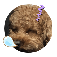 [LINEスタンプ] ドックです
