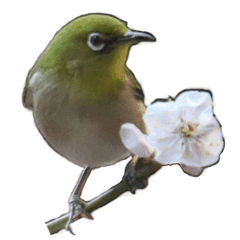 [LINEスタンプ] メジロちゃんのスタンプ