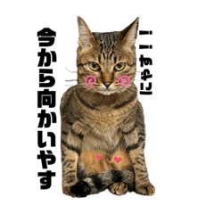 [LINEスタンプ] 今日のこむぎたん3