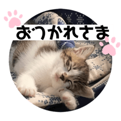 [LINEスタンプ] ゆきばろ大和