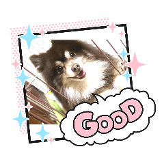 [LINEスタンプ] とてとてポメラニアン