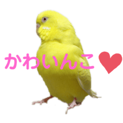 [LINEスタンプ] セキセイインコのピッピちゃんの日常