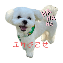 [LINEスタンプ] 北川ちょこちゃんスタンプ