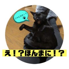 [LINEスタンプ] 黒猫 cocona2
