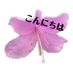 [LINEスタンプ] お花だよ✨