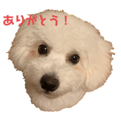 [LINEスタンプ] 愛犬くぅの日常