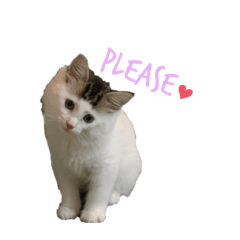[LINEスタンプ] うちの食いしん坊ごまちゃん