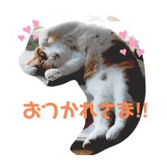 [LINEスタンプ] うちの猫軍団
