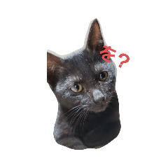 [LINEスタンプ] 黒猫.ねむ