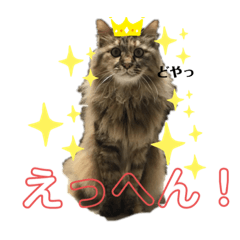 [LINEスタンプ] ねこのちこちゃん(びびりちゃん)②