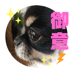 [LINEスタンプ] もふふわフレンズ