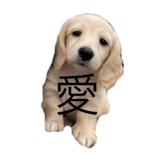 [LINEスタンプ] こっちゃんぱおん