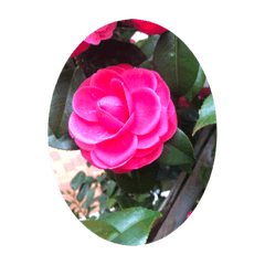 [LINEスタンプ] camellia（椿）