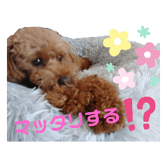 [LINEスタンプ] トイプー結愛の昼間