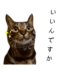 [LINEスタンプ] キジトラのつくしが伝えます2