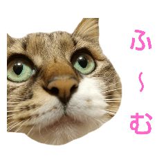 [LINEスタンプ] いぐさ猫のスタンプ2