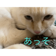[LINEスタンプ] かわいい白猫の甘えん坊スタンプ^_^3