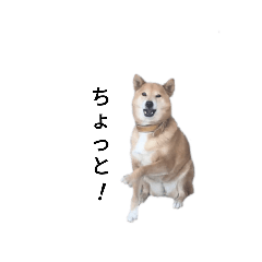 [LINEスタンプ] 柴ゆめ2