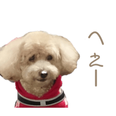 [LINEスタンプ] 中野家のトイプードルのれお・続