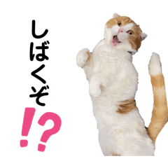 [LINEスタンプ] 我が家の猫が思ってそうな一言集