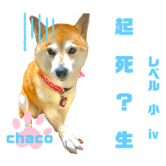 [LINEスタンプ] 四字熟語のお勉強 レベル  小 ⅳ