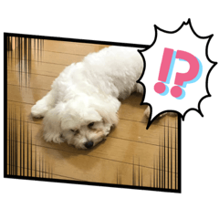 [LINEスタンプ] 愛しののあ2