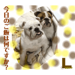 [LINEスタンプ] ブルドッグ ラッキーボーイ君＆ひかりちゃん