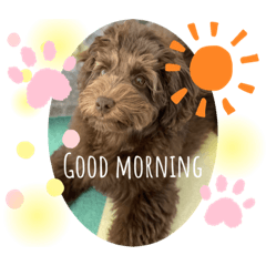 [LINEスタンプ] Australian Labradoodle Lutzの日常2