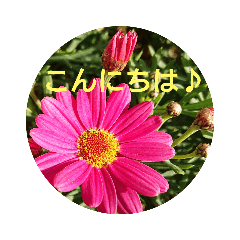 [LINEスタンプ] お花の挨拶2