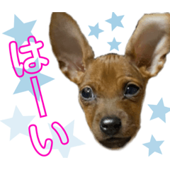 [LINEスタンプ] ミニチュアピンシャー①