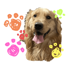 [LINEスタンプ] ゴールデンレトリバー…ダディ