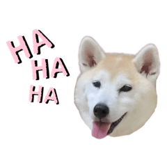 [LINEスタンプ] Yo！ しば犬ミちゃん