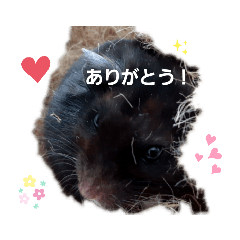 [LINEスタンプ] クロン♥️スタンプ